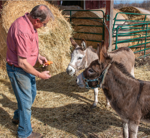 Dan Needles feeding the donkeys